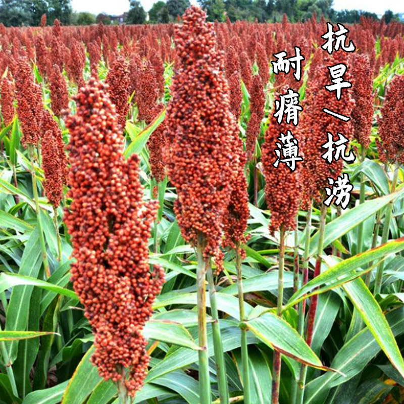 鸡苗